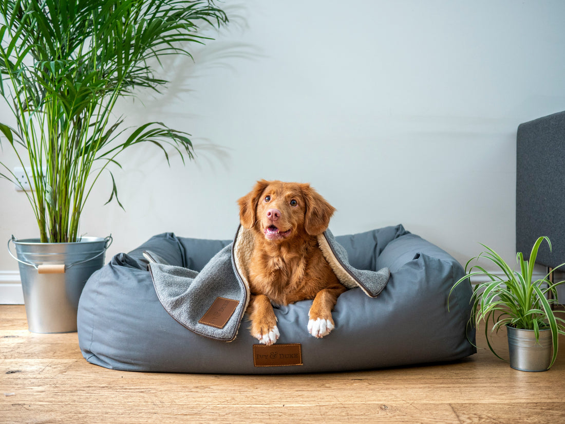 Pet Care: A Comprehensive Guide to Ensuring Your Furry Friend's Well-being